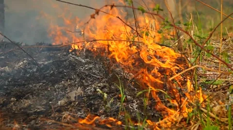 Fire in the forest Stock Footage 50448639