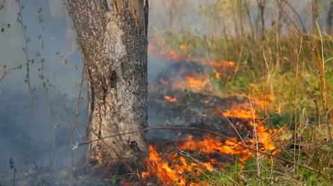 Fire in the forest Stock Footage 50448643