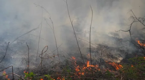 Fire in the forest Stock Footage 50448757