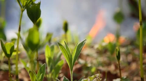 Fire in the forest Stock Footage 50449161