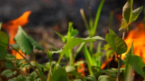 Fire in the forest Stock Footage 50449221