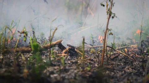 Fire in the forest Stock Footage 50449263