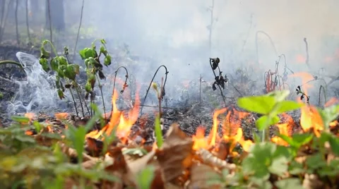 Fire in the forest Stock Footage 50449284