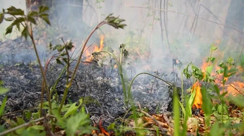 Fire in the forest Stock Footage 50449313