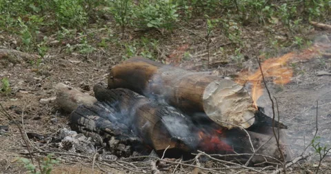 The fire in the forest Stock-Footage 64783144