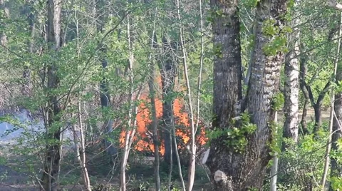 A fire in the forest Stock Footage 67193003