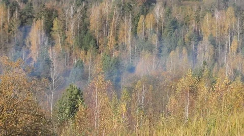 A fire in the forest Stock Footage 68712527