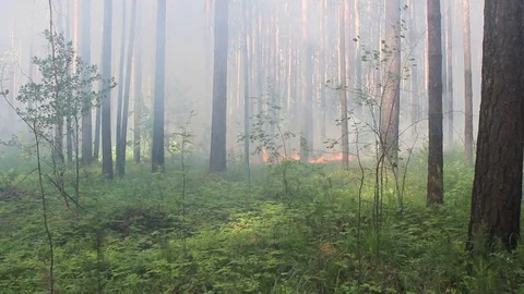 Fire in the forest Видео 75545482