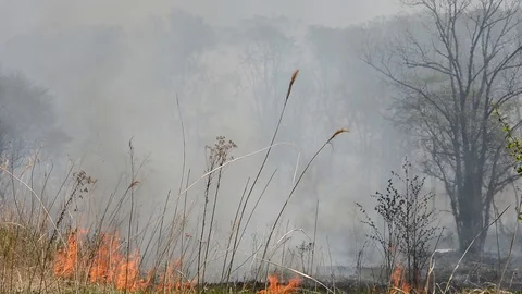 Fire in forest Video stock 103451326