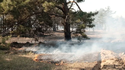 Fire In The Forest 스톡 동영상 129311860