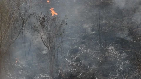 Fire in the forest Stock Footage 133439741