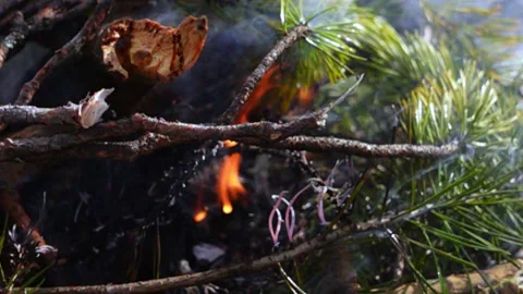 Fire in the forest Stock Footage 160053449