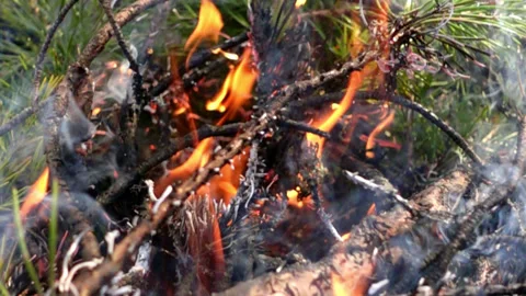 Fire in the forest Stock Footage 160053478