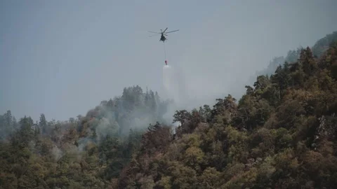 Fire in the forest  Stock Footage 205443690