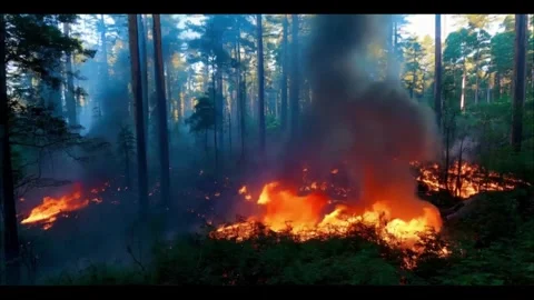 Fire in the forest Stock Footage 288089688