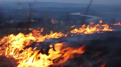 A fire in a forest glade. Burning grass. Video stock 58874523