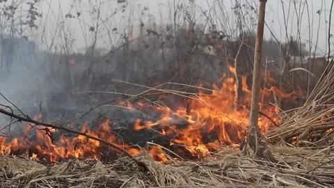Fire in the forest. The grass is burning. Stock Footage 152233434