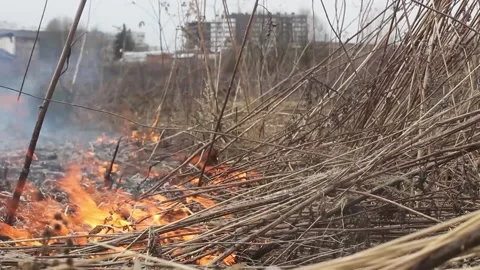 Fire in the forest. The grass is burning. Stock Footage 152233684
