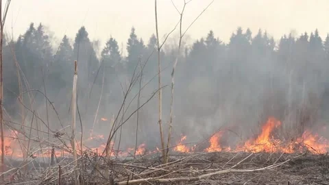 Fire in the forest. The grass is burning. Stock Footage 152233799