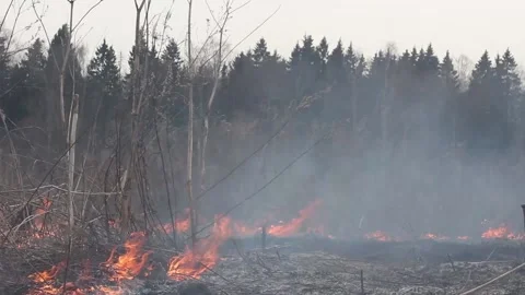 Fire in the forest. The grass is burning. Stock Footage 152234024