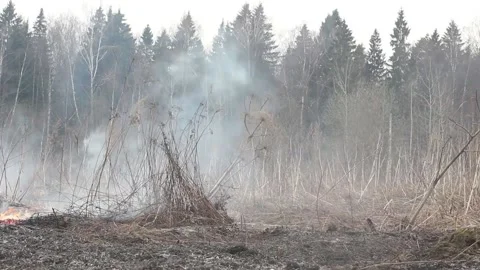 Fire in the forest. The grass is burning. Stock Footage 152234272