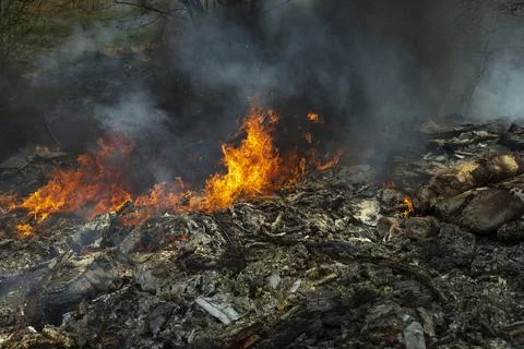 Fire in forest. Ignition of grass. Fire and smoke. Damage to environment. Stock Photos