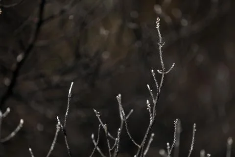 Fire in the forest of Kurdistan Stock Photos