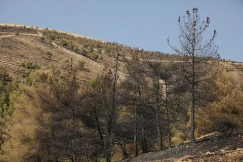 Fire in the forest of Kurdistan Stock Photos