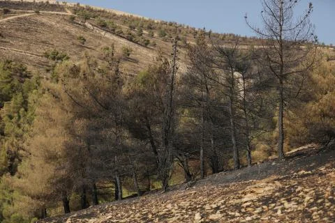 Fire in the forest of Kurdistan Stock Photos
