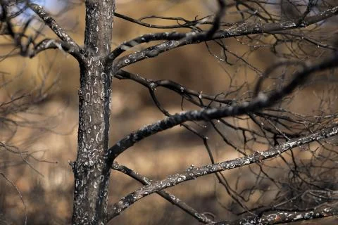 Fire in the forest of Kurdistan Stock Photos
