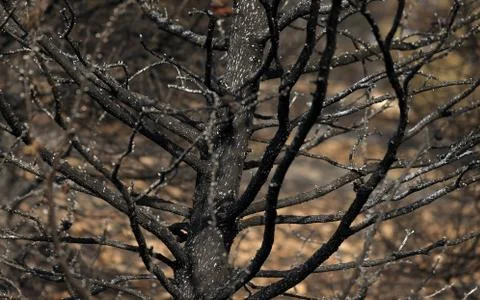Fire in the forest of Kurdistan Stock Photos
