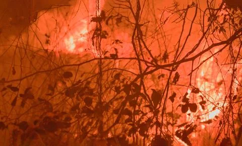 Fire in the forest. Large flames of forest fire Foto stock