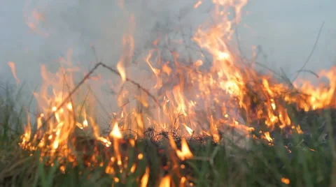 Fire forest meadow, wildfire, bushfire, close up burning grass, flame, smoke Stock Footage 63418216