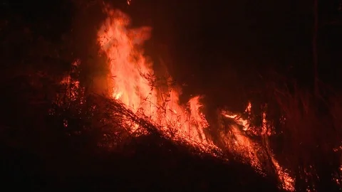 Fire in the forest at midnight 動画素材 86935850