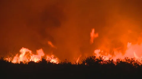 Fire in the forest at night Stock Footage 30320499