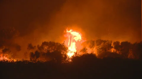 Fire in the forest at night Video stock 30321398