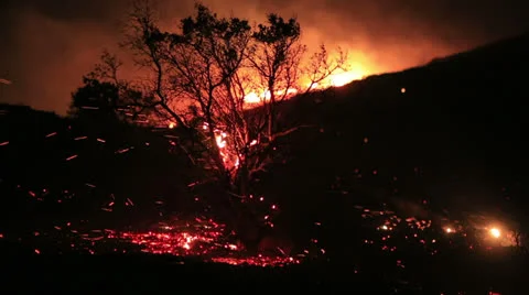 Fire in forest at night Stock Footage 32421595