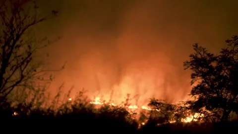 Fire in the forest at night Stock Footage 257768432