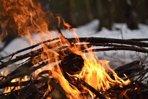 Fire in the forest Foto stock