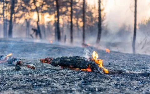 Fire in a forest Stockfoto's