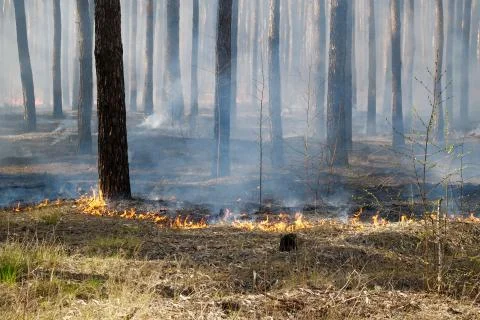 Fire in the forest Photos