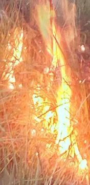 The fire in the forest Stock Photos