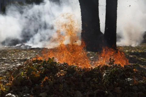 Fire In The Forest 写真素材