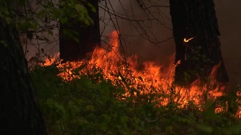 Fire in the forest. Red flames rise on the forest floor near tree trunks. Stock Footage 293065875