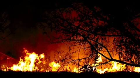 Fire in the forest. Skyline in flames. Trees burn. Night fire Video stock 82315384