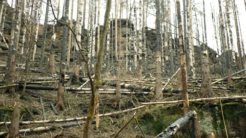 Fire forest spruce after flame wild drought dry black earth ground vegetation Stock Footage 238962471