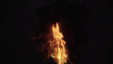 Fire in the forest. The spruce branch burns and falls to the ground. Stock Footage 114510176