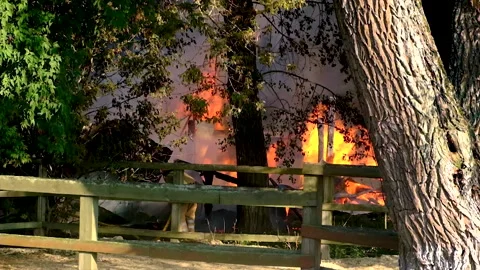Fire in the forest, trees are burning. Selective focus. Stock Footage 167112693