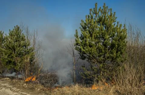 Fire in the forest. Trees are burning, shrubs are grass. Stock-Fotos