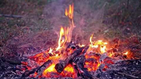 Fire in the forest trees campfire Stock Footage 82882012